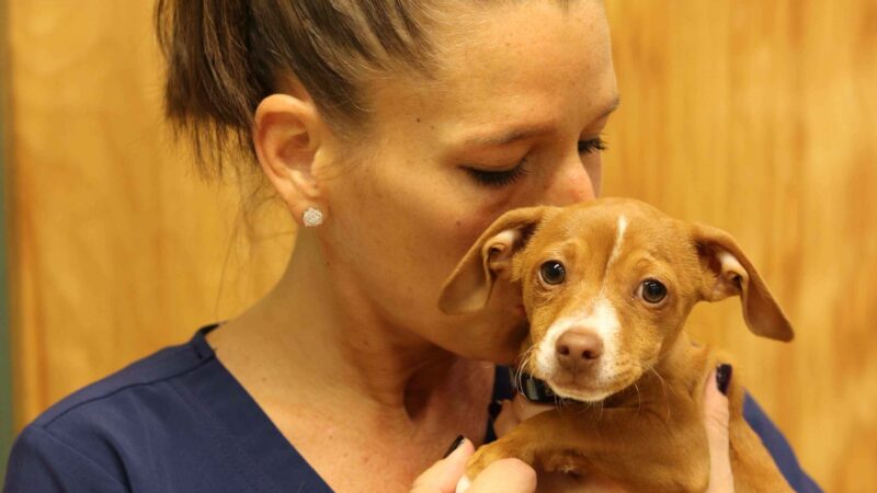 lady caressing puppy