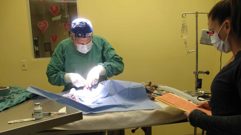 dog undergoing surgery under anesthesia