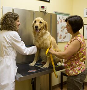 golden retriever being examined