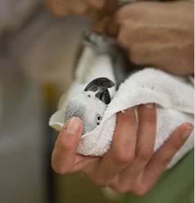 bird with towel over head