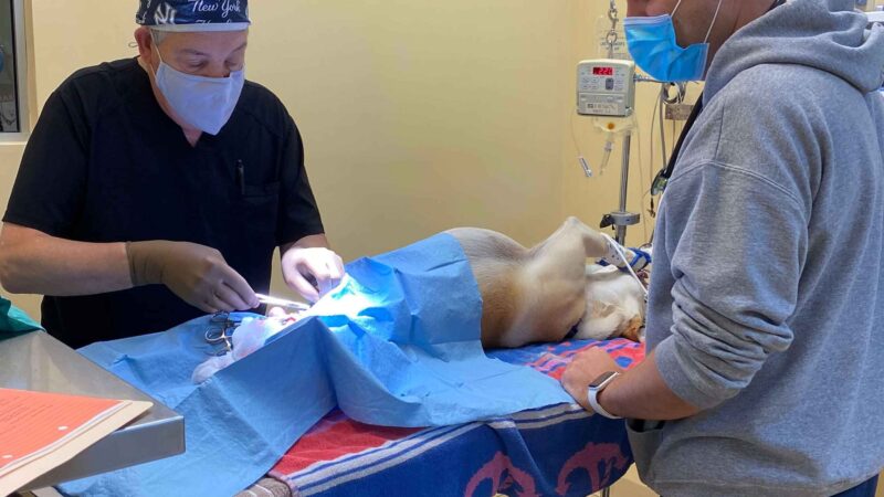 dog undergoing surgery